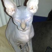 Sphynx albert