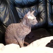 Cornish Rex Bamsekats Anton Berg