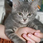 Blanding af racer Mivsen