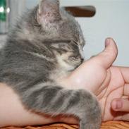 Blanding af racer Mivsen