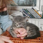 Blanding af racer Mivsen