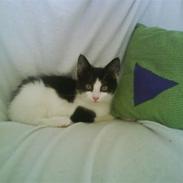 Huskat Trunte RIP!