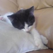 Huskat Trunte RIP!