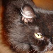 Maine Coon blackie r.i.p