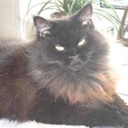 Maine Coon blackie r.i.p