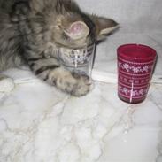 Blanding af racer Toby