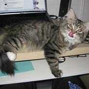 Blanding af racer Toby