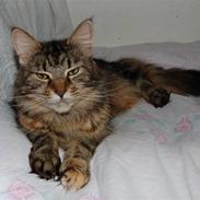 Maine Coon Kafra's Cassie 