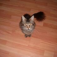 Maine Coon Nelly