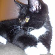 Blanding af racer Luna