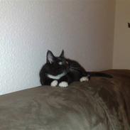 Blanding af racer Luna