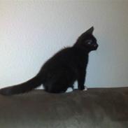 Blanding af racer Luna