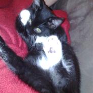 Blanding af racer Luna