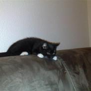 Blanding af racer Luna