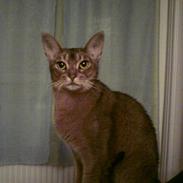 Abyssinier Babe