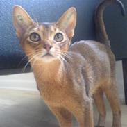 Abyssinier Babe