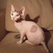 Sphynx My Precious (Perle)