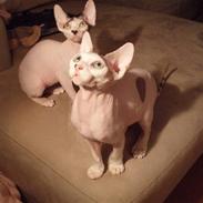 Sphynx My Precious (Perle)