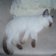 British Shorthair Pingo