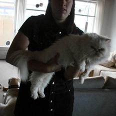 Perser R.I:P 'snowbell