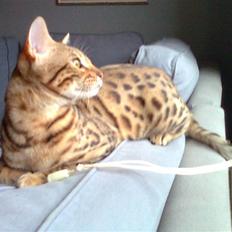 Bengal               Anubis