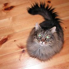 Norsk Skovkat Aramis †