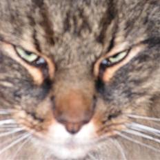 Norsk Skovkat Aramis †