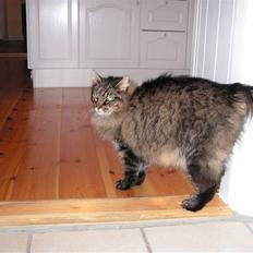 Norsk Skovkat Aramis †