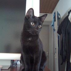 Blanding af racer Gonzo *RIP*