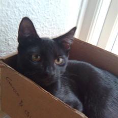 Blanding af racer Gonzo *RIP*