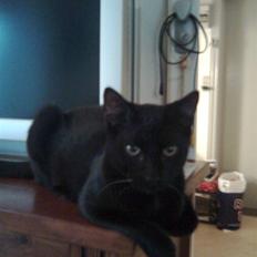 Blanding af racer Gonzo *RIP*