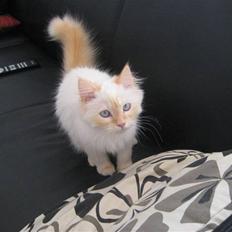 Blanding af racer Sebastian