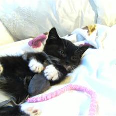 Blanding af racer Mille Mus <33