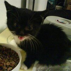 Blanding af racer Mille Mus <33