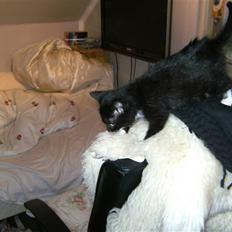 Blanding af racer Mille Mus <33