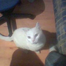 Huskat MODESTY    . + 2008