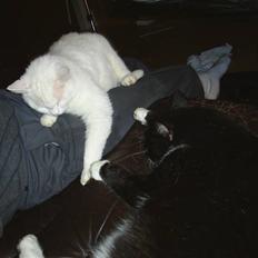 Huskat MODESTY    . + 2008