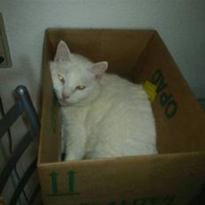 Huskat MODESTY    . + 2008