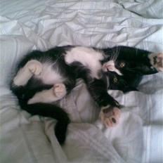 Huskat Molly R.I.P <3