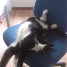 Huskat Molly R.I.P <3