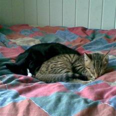 Huskat Molly R.I.P <3