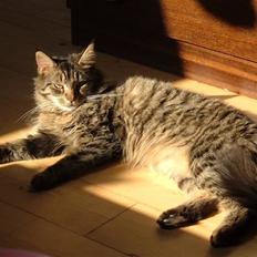 Blanding af racer Fie