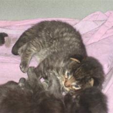 Blanding af racer Fie