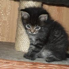 Blanding af racer Fie