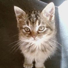 Huskat Lynia<3 R.I.P. :'(