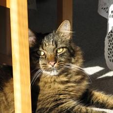 Blanding af racer Hampus