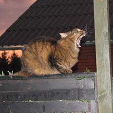 Blanding af racer Hampus