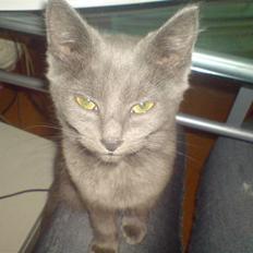 Blanding af racer Ninja/Lilleskid