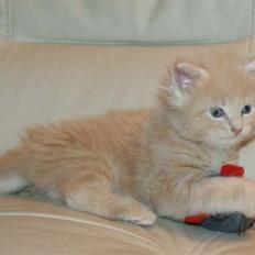 Maine Coon Dreamer (solgt)