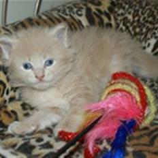 Maine Coon Dreamer (solgt)